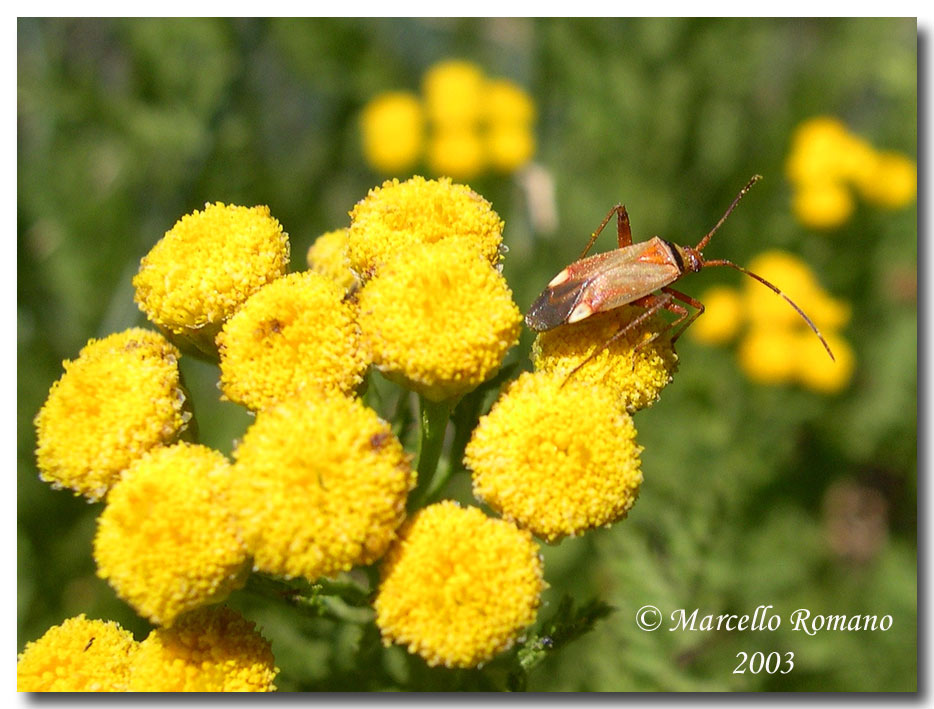 Adelphocoris vandalicus dell''Etna su Tanacetum siculum
